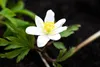 Anemone nemorosa, Buschwindröschen, weiß, ca. 9x9 cm Topf Produktbild-Vorschau 3