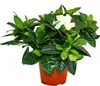 Gardenia - Voňavá kvitnúca rastlina s krémovo bielymi Náhľad obrázku produktu 1
