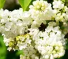 Flieder ´PRIMROSE´ 60-70 cm, Cont. 2,5 l Produktbild-Vorschau 5