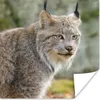 MuchoWow® Poster Luchs - Wald - Grau 100x100 cm - Produktbild-Vorschau 1