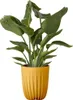 A green plant in a yellow pot against a white background. Náhled obrázku produktu
