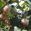 Kiwi fruits growing on a tree branch. Produktbild-Vorschau