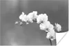 MuchoWow® Poster Orchidee - Blumen - Pflanze - Weiß - Lila Produktbild-Vorschau 1