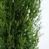 Toskanische Zypresse - Cupressus sempervirens 'Totem' - Produktbild-Vorschau 3