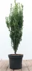 Ilex crenata 'Fastigiata', Japanische Stechpalme, Produktbild-Vorschau 1