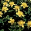 Plantes couvre-sol - Millepertuis commun - Hypericum Voir les images du produit 6