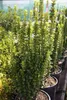 Euonymus jap. 'Benkomasaki' ( erecta) - Arbuste à ailes de Voir les images du produit 2