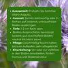 Samenshop24® Phacelia Bienenweide Gründünger 1kg Produktbild-Vorschau 4