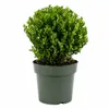 Ilex crenata Jenny Kugel Ø ca. 20 cm | Japanische Produktbild-Vorschau 4