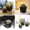 A collage of four images showing black square pots with various succulent plants. Podgląd zdjęcia produktu