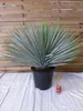 [Palmenlager] XL Yucca rostrata 80 cm - Kugelkopf im großen Produktbild-Vorschau 3