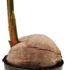 Echte Kokospalme - Cocos nucifera - mit echter Kokosnuss - Produktbild-Vorschau 3