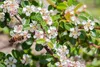 Stauden Gänge 10 x Cotoneaster dammeri 'Coral Beauty‘ - Produktbild-Vorschau 5