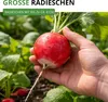 Radieschen Riesenbutter Samen - Raphanus sativus - Produktbild-Vorschau 5