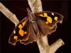 CALVENDO Puzzle Zürgelbaumfalter (Libythea celtis) 1000 Produktbild-Vorschau 4