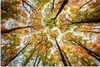MuchoWow® Poster Wald - Bäume - Herbst 180x120 cm - Produktbild-Vorschau 1