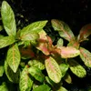 Roślina Invitro kubek mini - hygrophila polysperma sunset Podgląd zdjęcia produktu 6