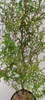 Sophora 'Little Baby' Honigbaum - Zickzackstrauch - Höhe Produktbild-Vorschau 4
