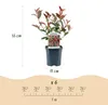 Photinia fraseri Carré Rouge - zestaw 6 roslin do Podgląd zdjęcia produktu 4