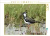 CALVENDO Puzzle Kiebitz (Vanellus vanellus) | 1000 Teile Produktbild-Vorschau 2