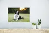 MuchoWow® Poster Ein glücklicher Border Collie, dem die Produktbild-Vorschau 5
