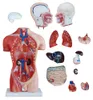 Anatomie Modell Torso des Menschen Anatomiemodell Produktbild-Vorschau 4