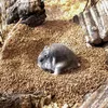 Schicker Mineral Hamsterglück Nussschalenstreu 3,5 kg Produktbild-Vorschau 9