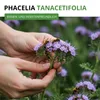 Phacelia Bienenfreund Samen 3 g - Phacelia tanacetifolia - Produktbild-Vorschau 2