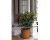 A potted orange tree with small fruits sits in front of a building with large columns. Produktbild-Vorschau