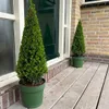 Plants by Frank | Pyramide de houx du Japon | Ilex crenata Voir les images du produit 2