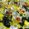 100 Cebulek Narcyzów – 6 Eleganckich Odmian (Rozmiar XXL Podgląd zdjęcia produktu 7