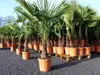 XXL Palme winterhart 180 cm Trachycarpus fortunei, Produktbild-Vorschau 9