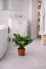 Spathiphyllum Sweet Benito 60–70 cm – lilia pokojowa Podgląd zdjęcia produktu 4