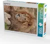 CALVENDO Puzzle Löwen Männchen | 1000 Teile Lege-Größe Produktbild-Vorschau 1