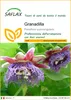 SAFLAX  - Granadilla - 12 semi - Passiflora Anteprima dell’immagine prodotto 1