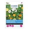 Buzzy Popínavé kvety Thunbergia Mix Semená - cca 0,5 gr | Náhľad obrázku produktu 1