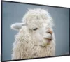 MuchoWow® MuchoWow® Gerahmtes Poster Alpaka - Wolle - Weiß Produktbild-Vorschau 7