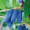 A close-up shot of several ripe, elongated blue berries hanging from a branch with green leaves. Anteprima dell’immagine prodotto