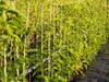 Bayernkiwi männliche Kiwipflanze Kiwi Actinidia arguta Produktbild-Vorschau 2
