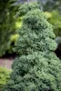 Juniperus procumbens 'Nana', Kriech-Wacholder, 20–25 cm Produktbild-Vorschau 2