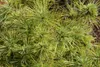 Pinus strobus 'Minima', Weymouth-Kiefer, kompakt, 25–30 cm Produktbild-Vorschau 3