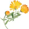 Weleda Calendula Pflegecreme Körper & Gesicht 75ml, 75 ml Produktbild-Vorschau 3