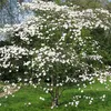 Corniolo da fiore - Cornus florida | 50-60 cm in Anteprima dell’immagine prodotto 2
