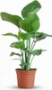 Green boutiQ - Zimmerpflanze - Paradiesvogelblume - Produktbild-Vorschau 1