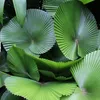 Fächerpalme (Licuala cordata) - 1 gekeimter Samen Produktbild-Vorschau 1