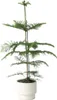 Araukaria wyniosła - Araucaria heterophylla - Wysokość Podgląd zdjęcia produktu 7