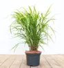 Japanisches Berggras, im Topf - Hakonechloa macra Produktbild-Vorschau 1