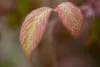 Viburnum plicatum 'Watanabe', Japanischer Schneeball, weiß, Produktbild-Vorschau 5