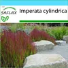 SAFLAX Darčeková sada - Japonská krvavá tráva - Imperata Náhľad obrázku produktu 5