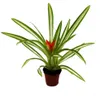 Mini Guzmania Trio - sada 3 barevných bromélií ve 3 barvách Náhled obrázku produktu 7